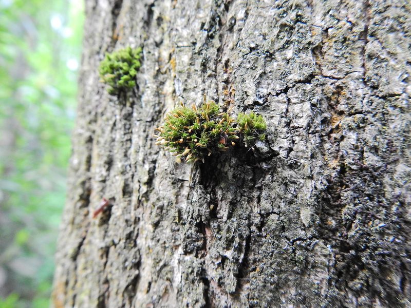 Orthotrichum pulchellum, photographed by Susan Marley