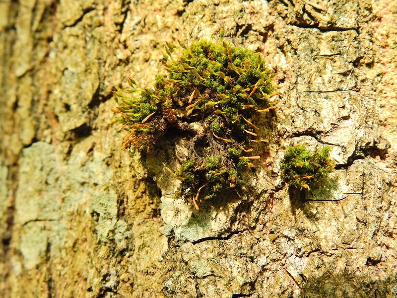 Ulota crispa, photographed by Susan Marley