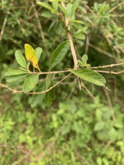 Aloysia virgata, photographed by Dairon Cuevas Riveras