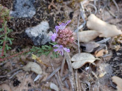 Coris monspeliensis, photographed by David Delon