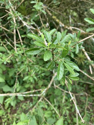 Aloysia virgata, photographed by Dairon Cuevas Riveras