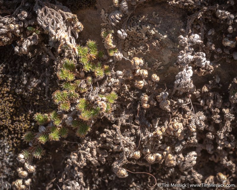 Selaginella hansenii, photographed by Tim Messick