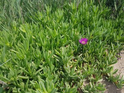 Carpobrotus acinaciformis, photographed by Jakob Tougaard