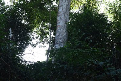 Magnolia ovata, photographed by Cajá-manga