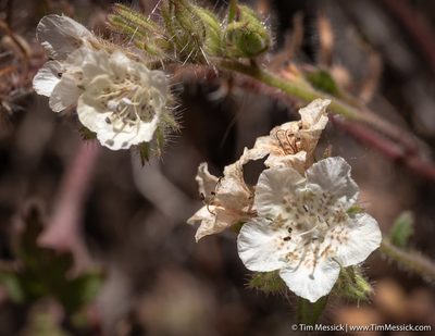 Phacelia cicutaria, photographed by Tim Messick