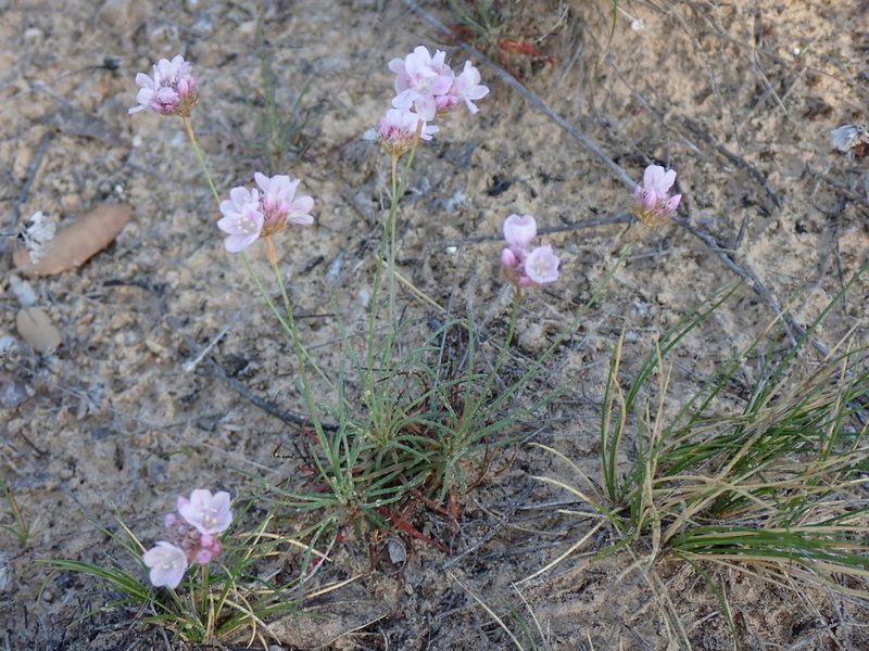 Armeria girardii, photographed by David Delon