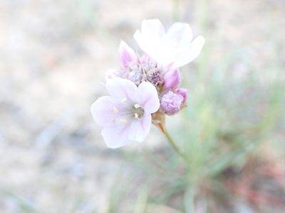 Armeria girardii, photographed by David Delon