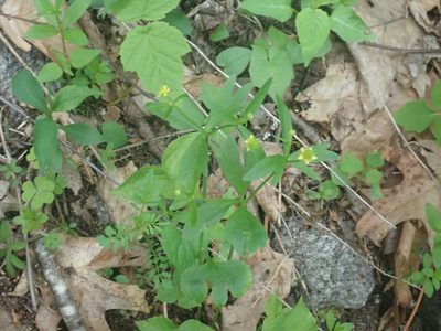 Ranunculus abortivus, photographed by Lynn Harper