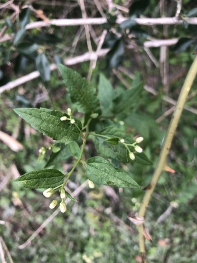 Baccharis anomala, photographed by Solana González Novoa