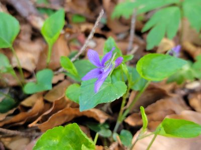 Viola reichenbachiana, photographed by Elias