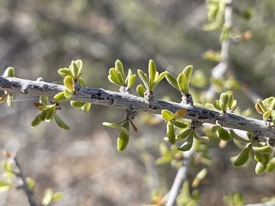 Prunus fasciculata
