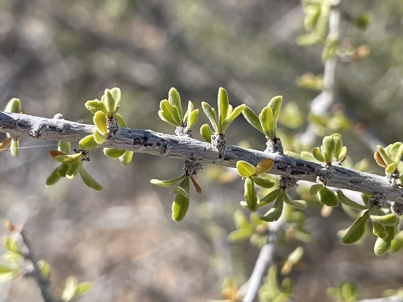 Prunus fasciculata, photographed by Bobby McCabe