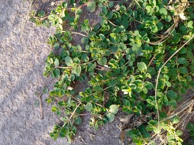Euphorbia serpens, photographed by Magdalena Carabio Foti