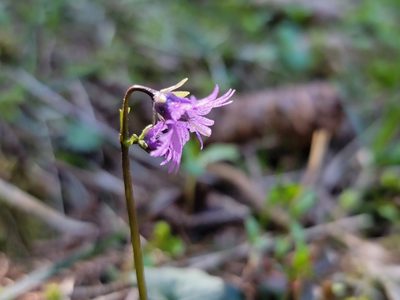 Soldanella alpina, photographed by Elias