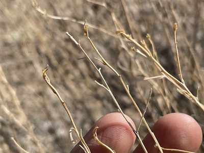 Psilostrophe cooperi, photographed by Bobby McCabe