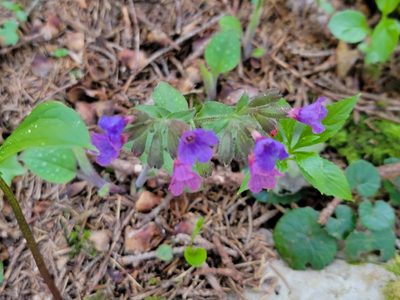 Pulmonaria officinalis, photographed by Elias