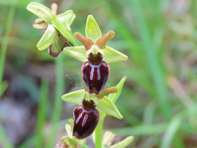 Ophrys sphegodes, photographed by carabus123