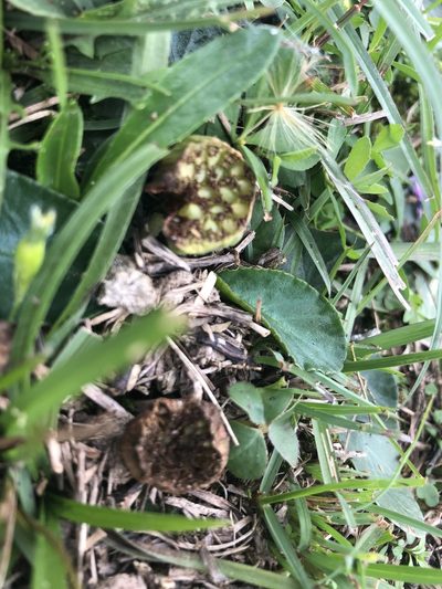 Dorstenia brasiliensis, photographed by Solana González Novoa