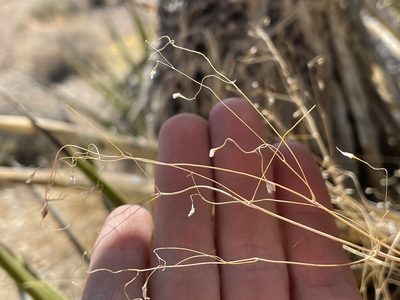 Eriocoma hymenoides, photographed by Bobby McCabe