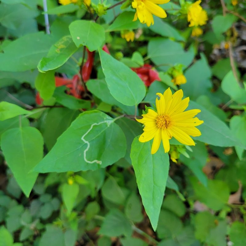 Venegasia carpesioides, photographed by Dan Horowitz