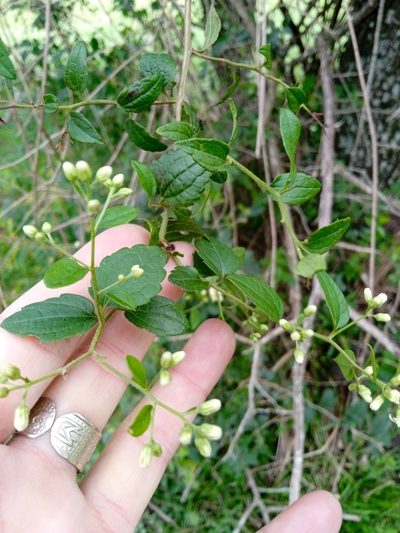 Baccharis anomala, photographed by Magdalena Carabio Foti