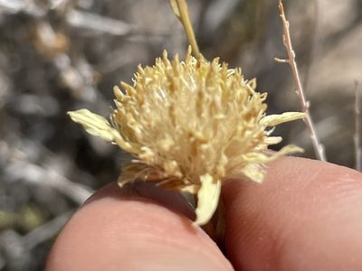 Acamptopappus shockleyi