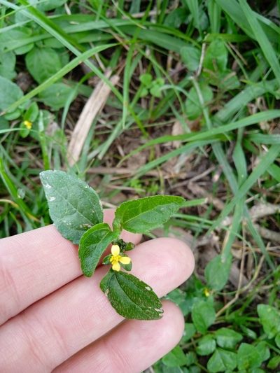 Calyptocarpus brasiliensis, photographed by Magdalena Carabio Foti
