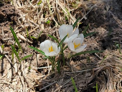 Crocus vernus, photographed by Elias