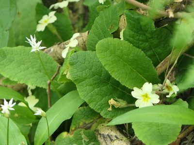 Primula vulgaris, photographed by Pete Bradshaw