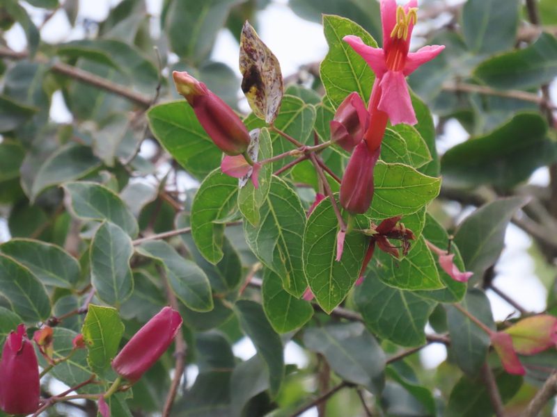 Dolichandra cynanchoides, photographed by Florencia Grattarola