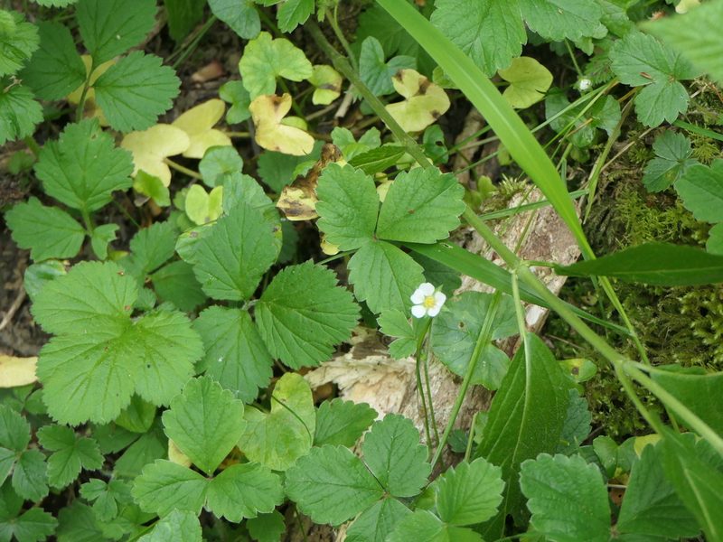Potentilla sterilis, photographed by Pete Bradshaw
