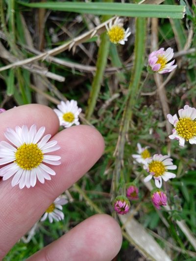 Hysterionica resinosa, photographed by Magdalena Carabio Foti