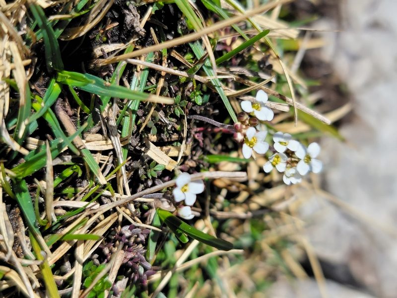 Hornungia alpina, photographed by Elias