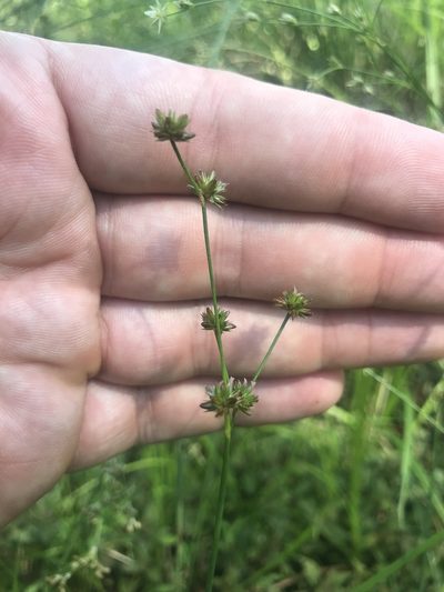 Juncus subcaudatus, photographed by Michael Ellis