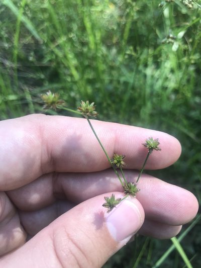 Juncus subcaudatus, photographed by Michael Ellis