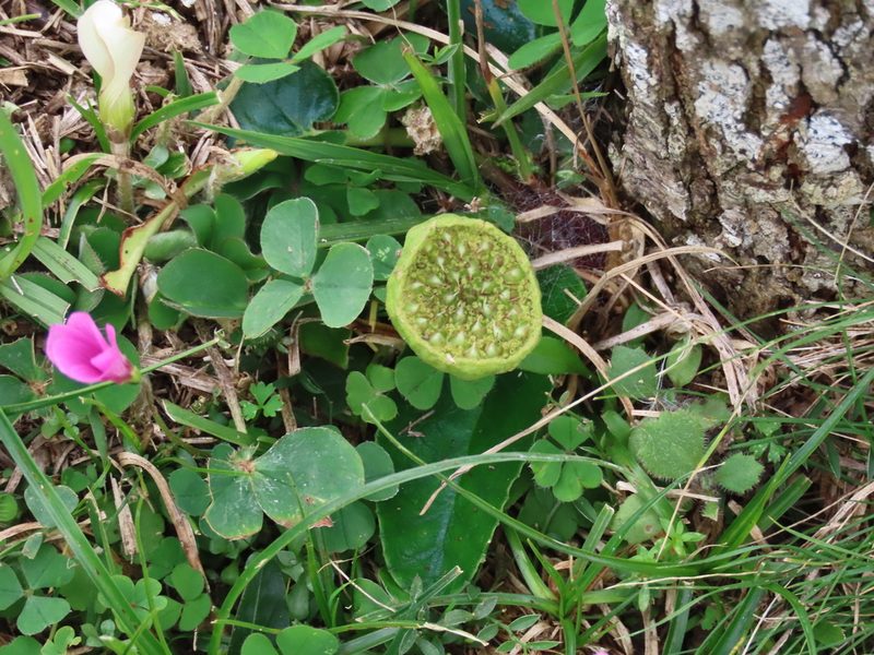 Dorstenia brasiliensis, photographed by Florencia Grattarola