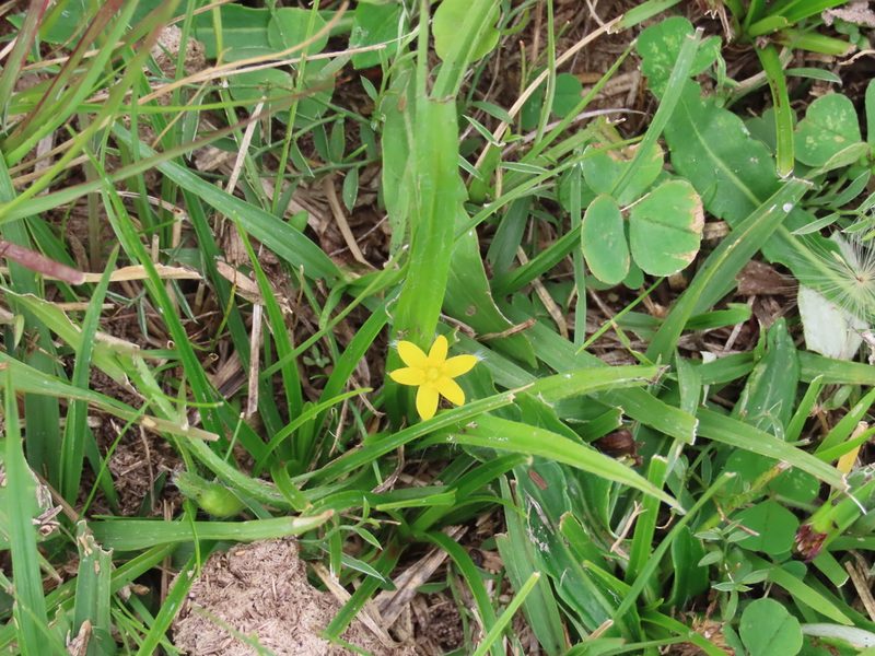 Hypoxis decumbens, photographed by Florencia Grattarola