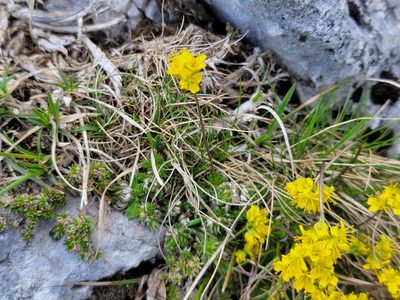 Draba aizoides, photographed by Elias