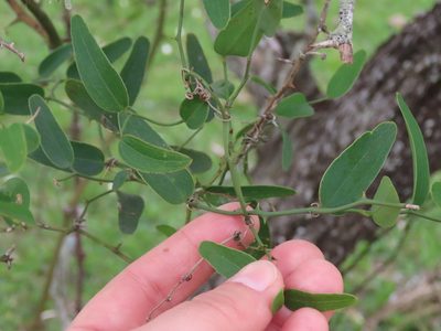 Smilax campestris, photographed by Florencia Grattarola
