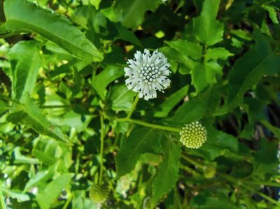 Melanthera nivea, photographed by Juan Carlos A. Fierro