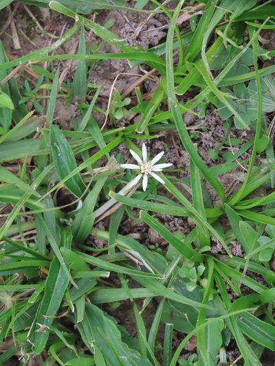 Chaptalia piloselloides, photographed by Florencia Grattarola