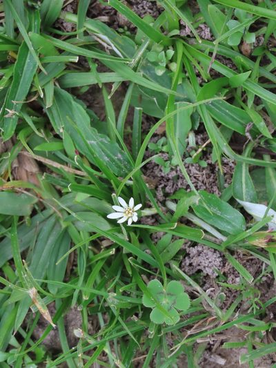 Chaptalia piloselloides, photographed by Florencia Grattarola