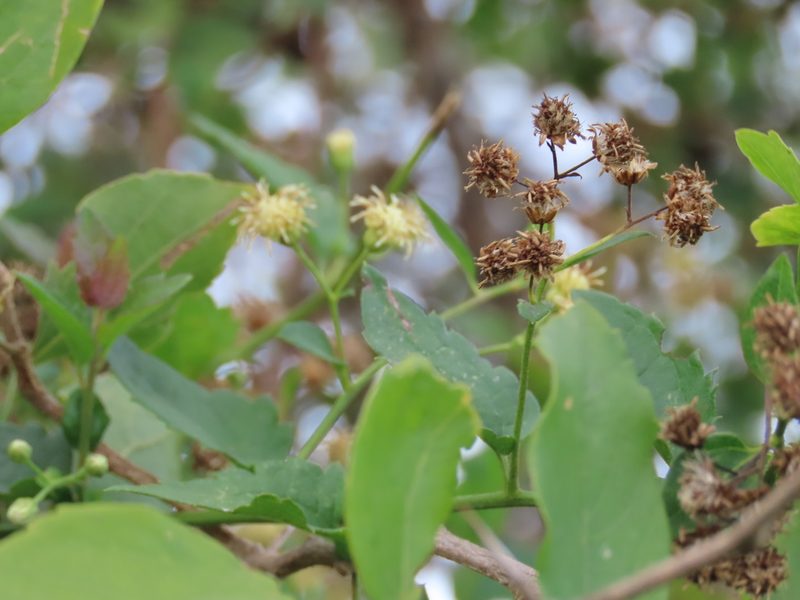 Baccharis anomala, photographed by Florencia Grattarola