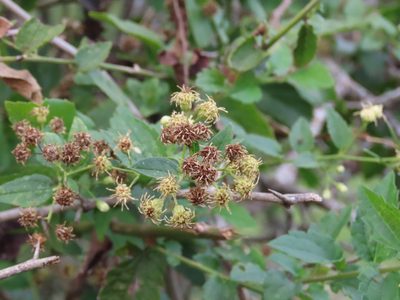 Baccharis anomala, photographed by Florencia Grattarola