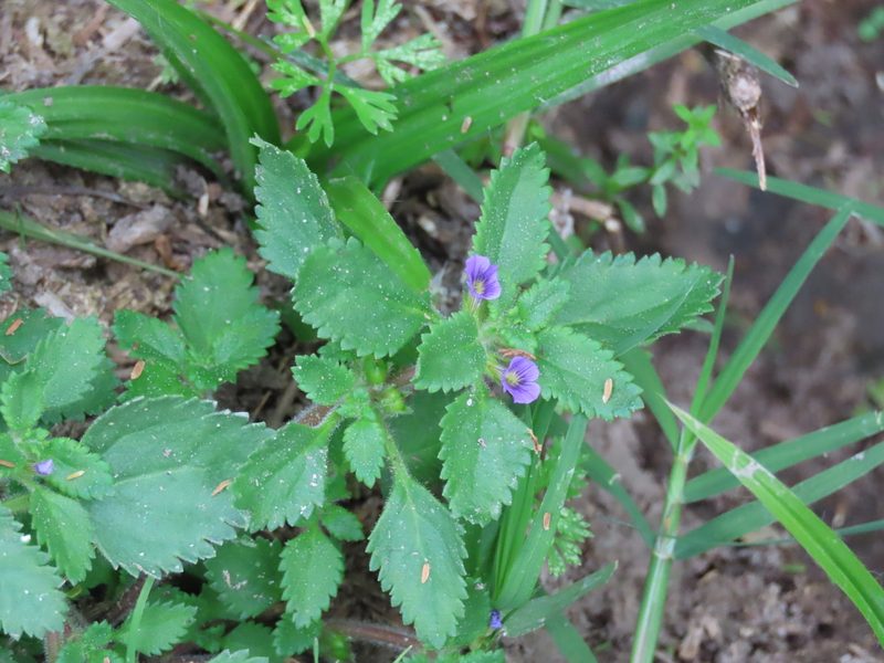 Stemodia verticillata, photographed by Florencia Grattarola