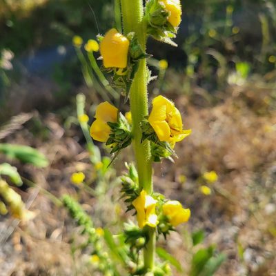 Verbascum virgatum, photographed by Dan Horowitz
