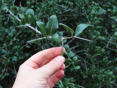 Scutia buxifolia, photographed by Florencia Grattarola