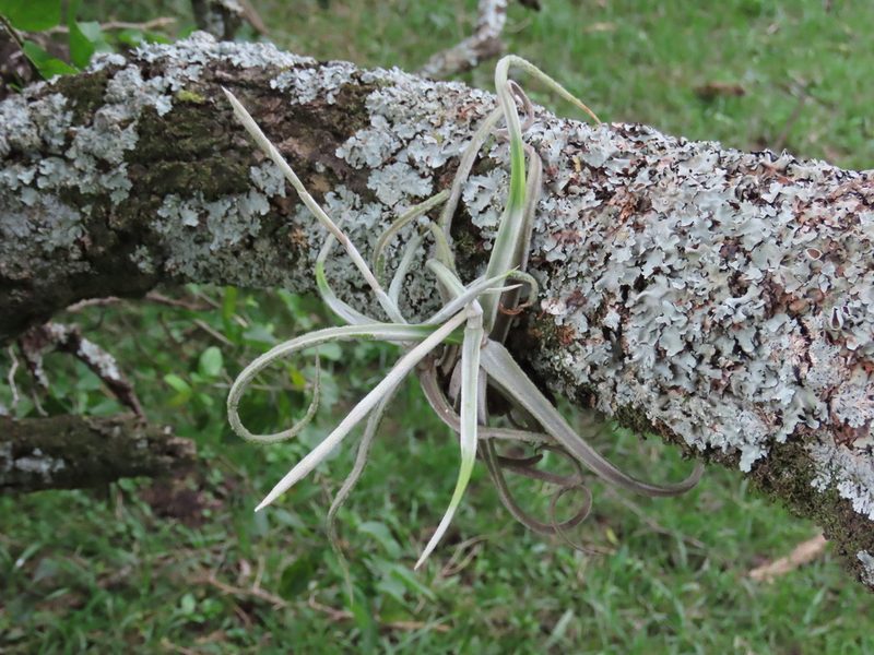 Tillandsia duratii, photographed by Florencia Grattarola
