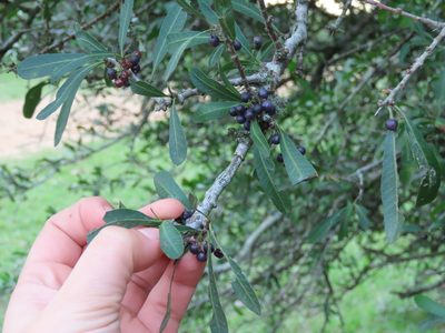 Schinus longifolia, photographed by Florencia Grattarola