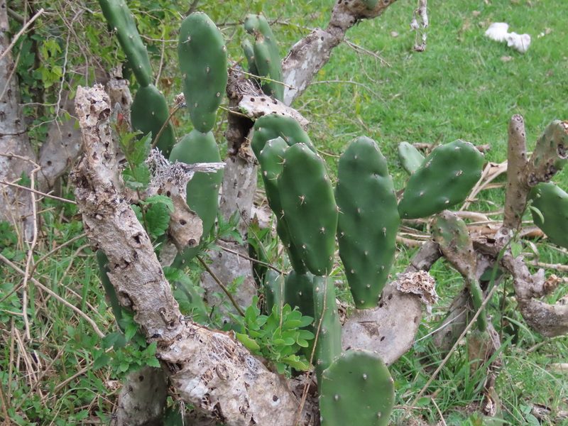 Opuntia elata, photographed by Florencia Grattarola
